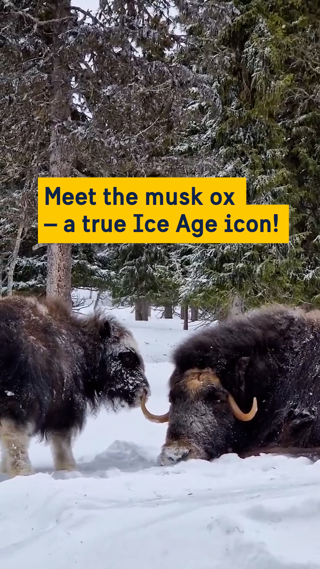 Meet the musk ox - a true ice age icon.